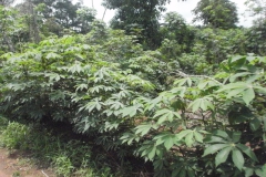 Cassava Farm